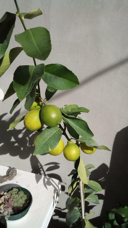 Apartment Sibenik Mandalina Eksteriør bilde